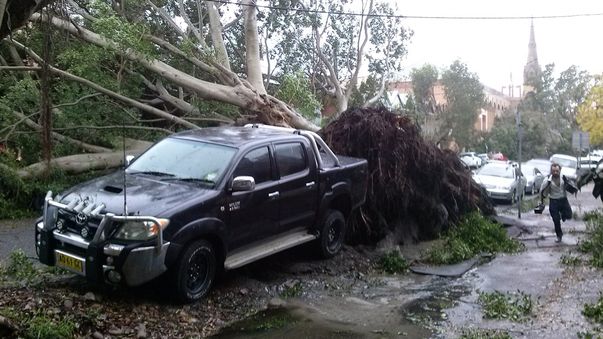 A tree has been uprooted on Laman Street at Cooks Hill. (Supplied: Elisa Haig)
