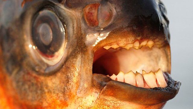 The testicle-targetting pacu.