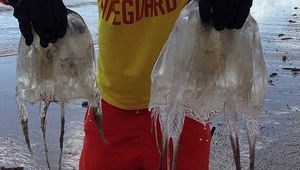 Lifeguard Tori Demopoulos with the two lethal box jellyfish that washed up onshore at Balgal Beach. (Supplied)