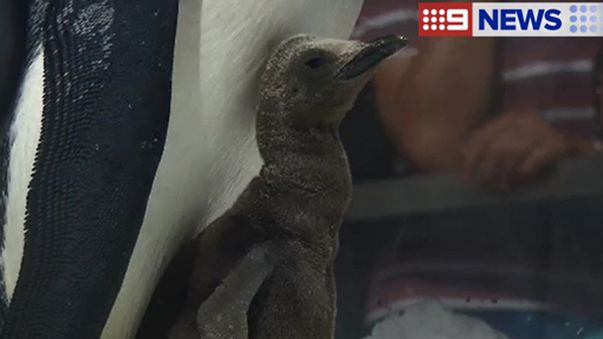 The Gold Coast theme park has been trying to breed the penguins since 2011. (9NEWS)