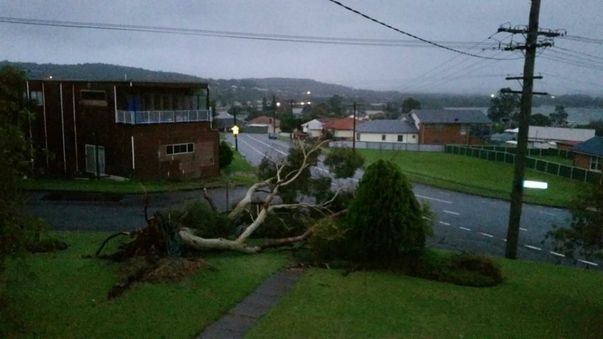 Gum trees were pulled from the ground in Booragul. (NSW SES)