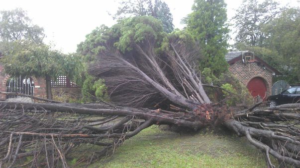 Downed trees in Castle Hill. (Jerome Wicks)
