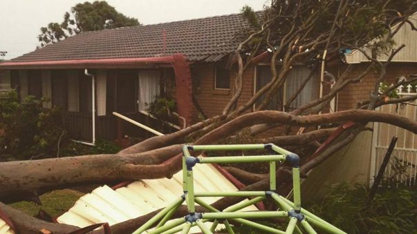 A tree fall in a backyard in Gorokan. (NSW SES)