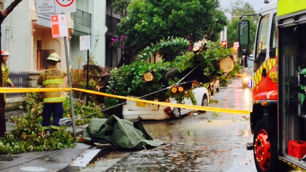 A car has been crushed by a falling tree at Redfern. (Supplied: Hayden Cook)
