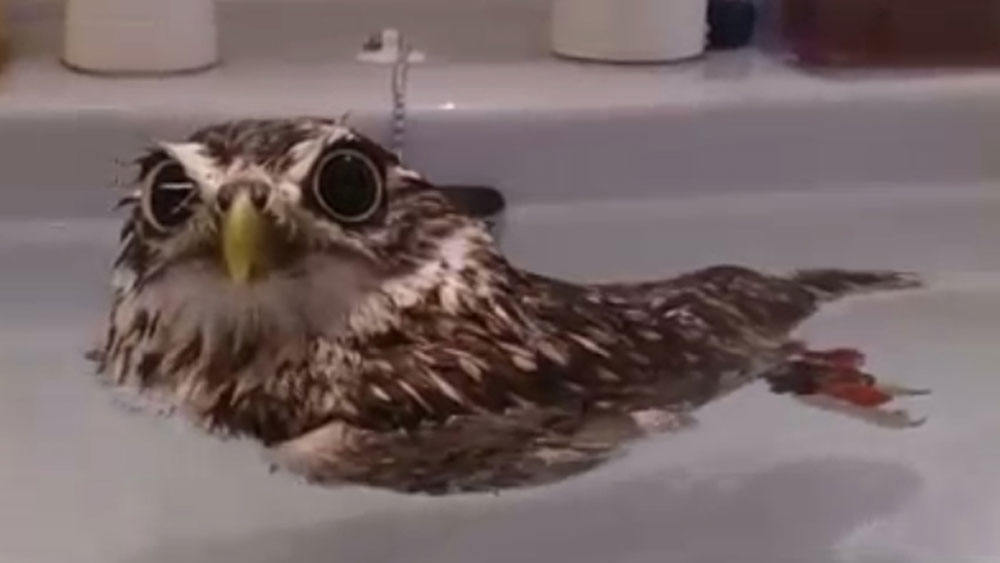 Owl thinks it's a duck 9Pickle