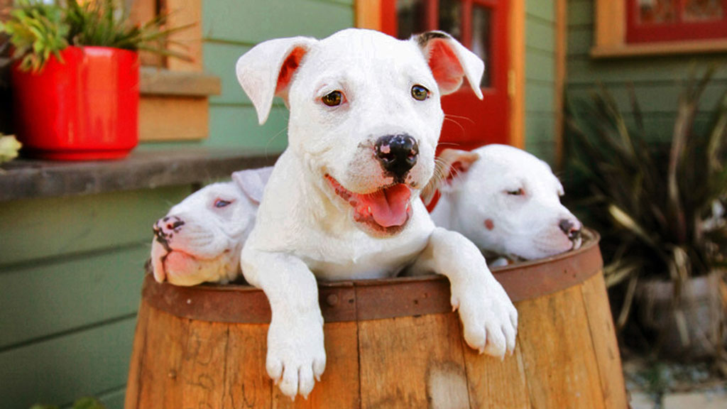 US landlord to rent home only to pit bull dog owners