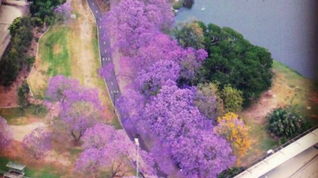 Ms Dahl also captured a close up of the purple blooms.
(Instagram: @pennycopter)