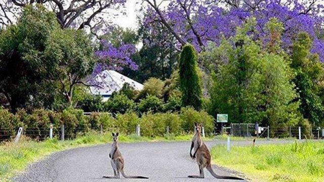 One resident spotted two kangaroos hanging out under the
purple blossoms in the Scenic Rim in regional Queensland last week. (Instagram:
@genwindley)