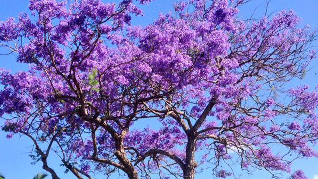One Queenslander showed off his mum’s Jacaranda with pride.
“Mum’s Jacaranda tree this time of year,” he wrote, accompanying the picture
with a love heart emoji. (Instagram: @chookz1801)