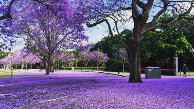 New Farm Park in Queensland under a sheet of Jacaranda petals.(Instagram: @iuandrea)