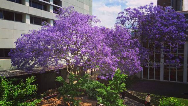 The University of New South Wales has also had its campusbrightened up by the purple trees. (Twitter: @UNSW)