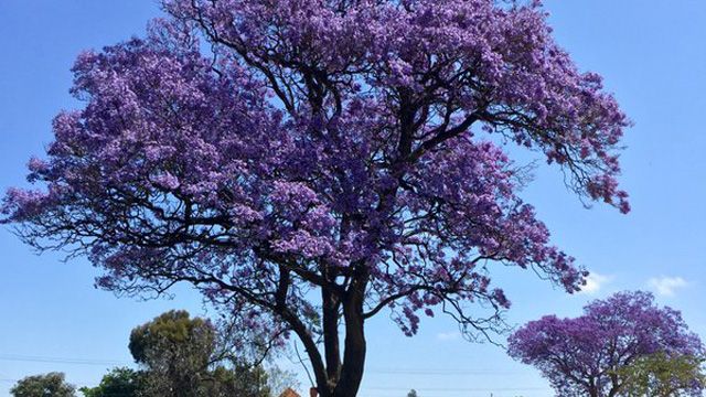 The Jacarandas are also
blossoming in Perth, one Twitter user sharing this stunning picture of one in
full bloom. (Twitter: @Idris_Evans)