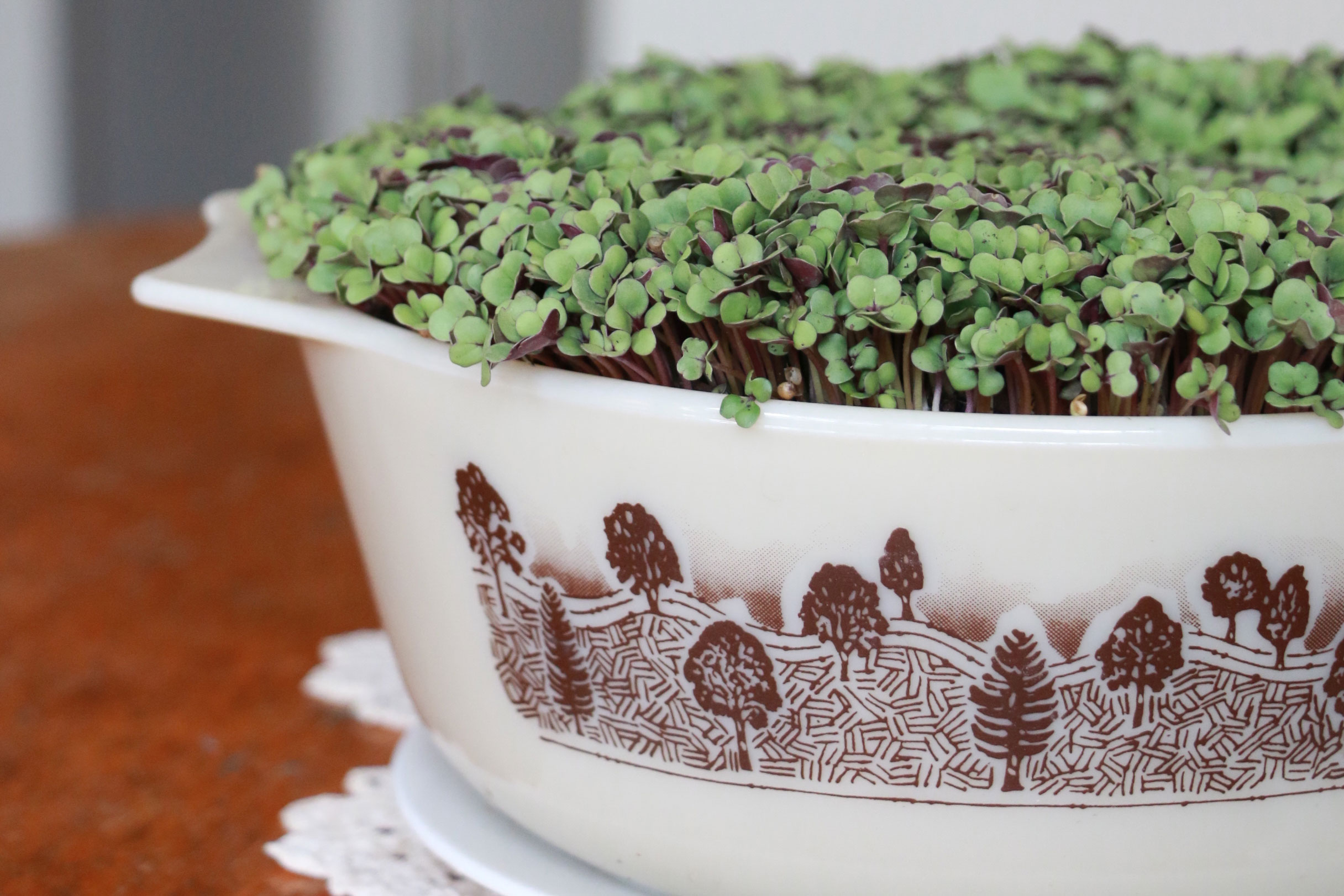 How to grow your own salad 9Homes