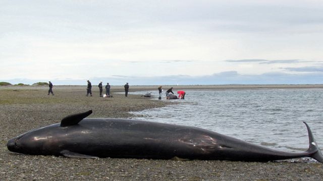 20 Dead Sei Whales Diet