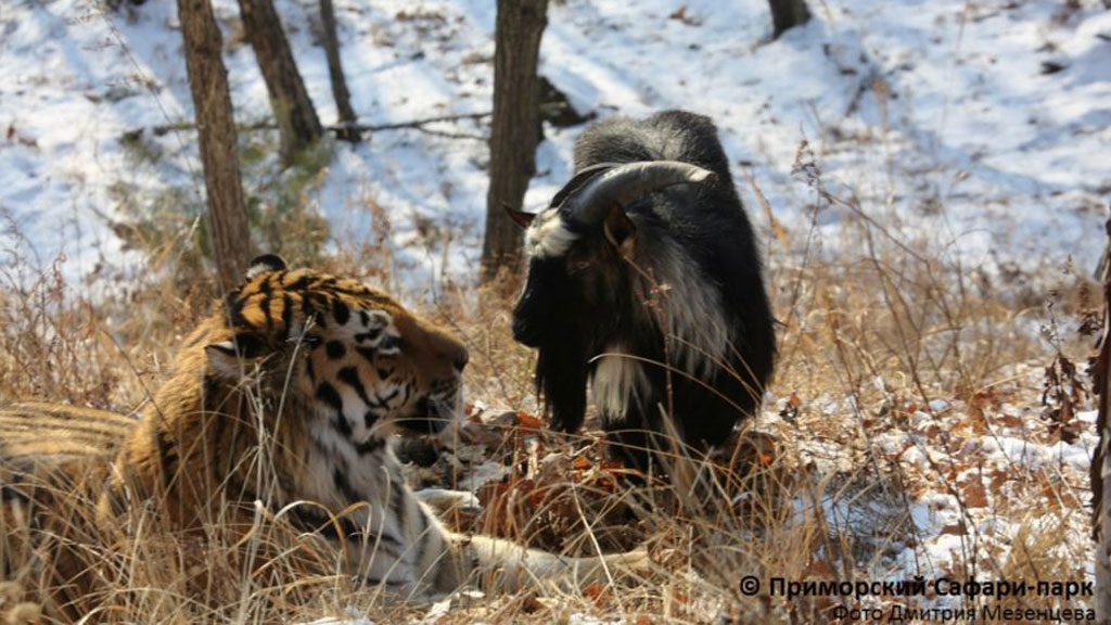 Brave goat and endangered captive tiger have almost inseparable
