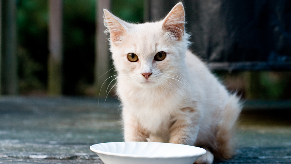 Lactose Intolerance In Cats by tonyslack11222