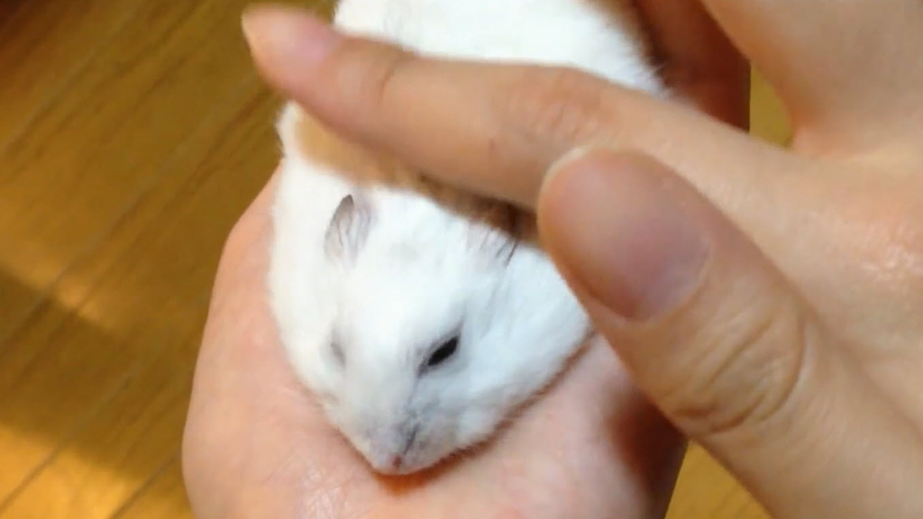 How to turn your sleepy hamster into a pancake 9Pickle