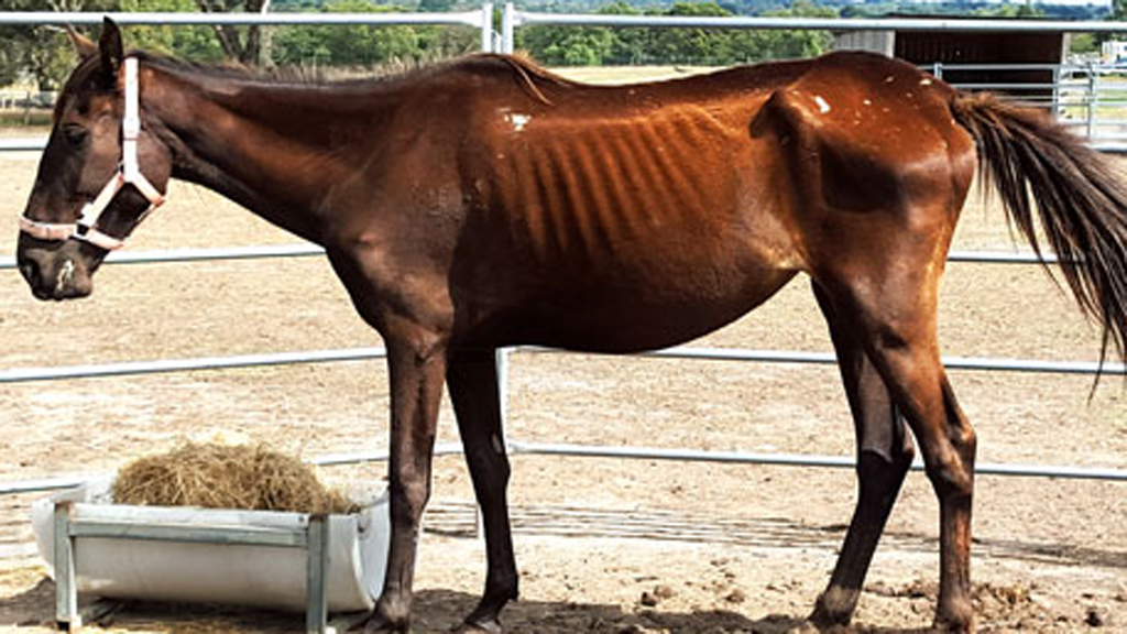 rspca-victoria-rescue-100-malnourished-horses-9news