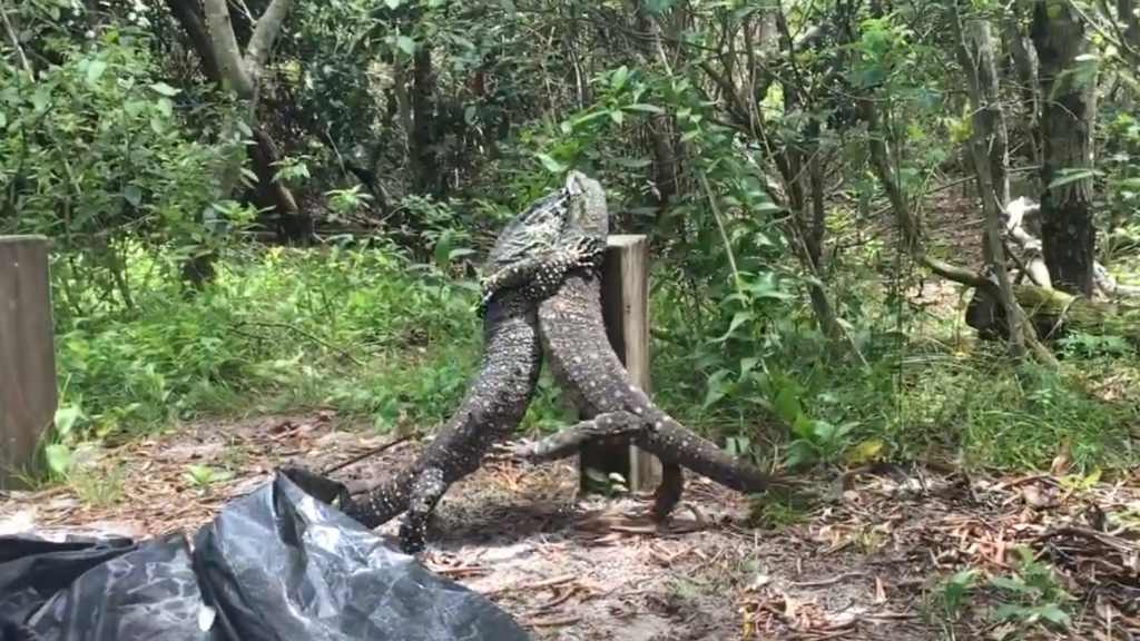 Offduty Queensland snake catcher witnesses lizards locked in battle