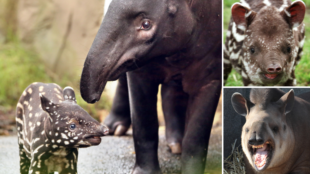 In pictures: Majestic tapirs in the spotlight on World Tapir Day