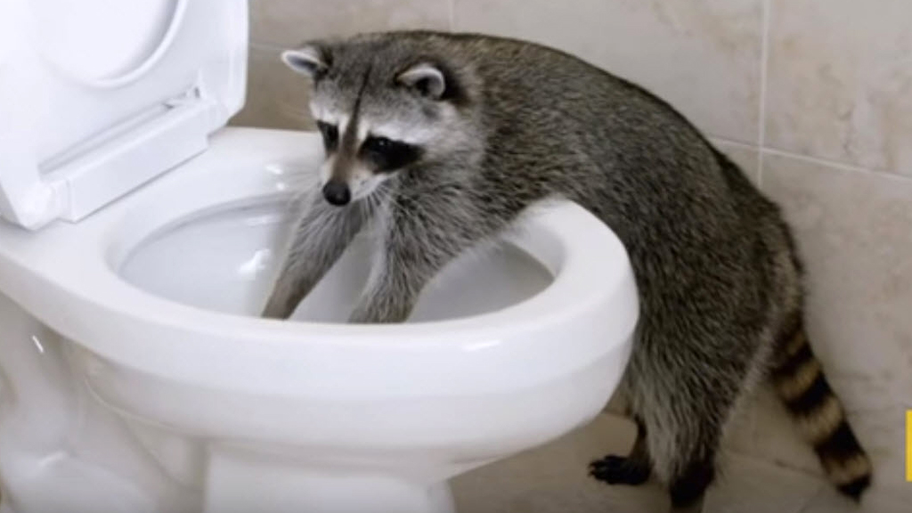 Clever raccoon has a unique way of going to the toilet - 9Pickle