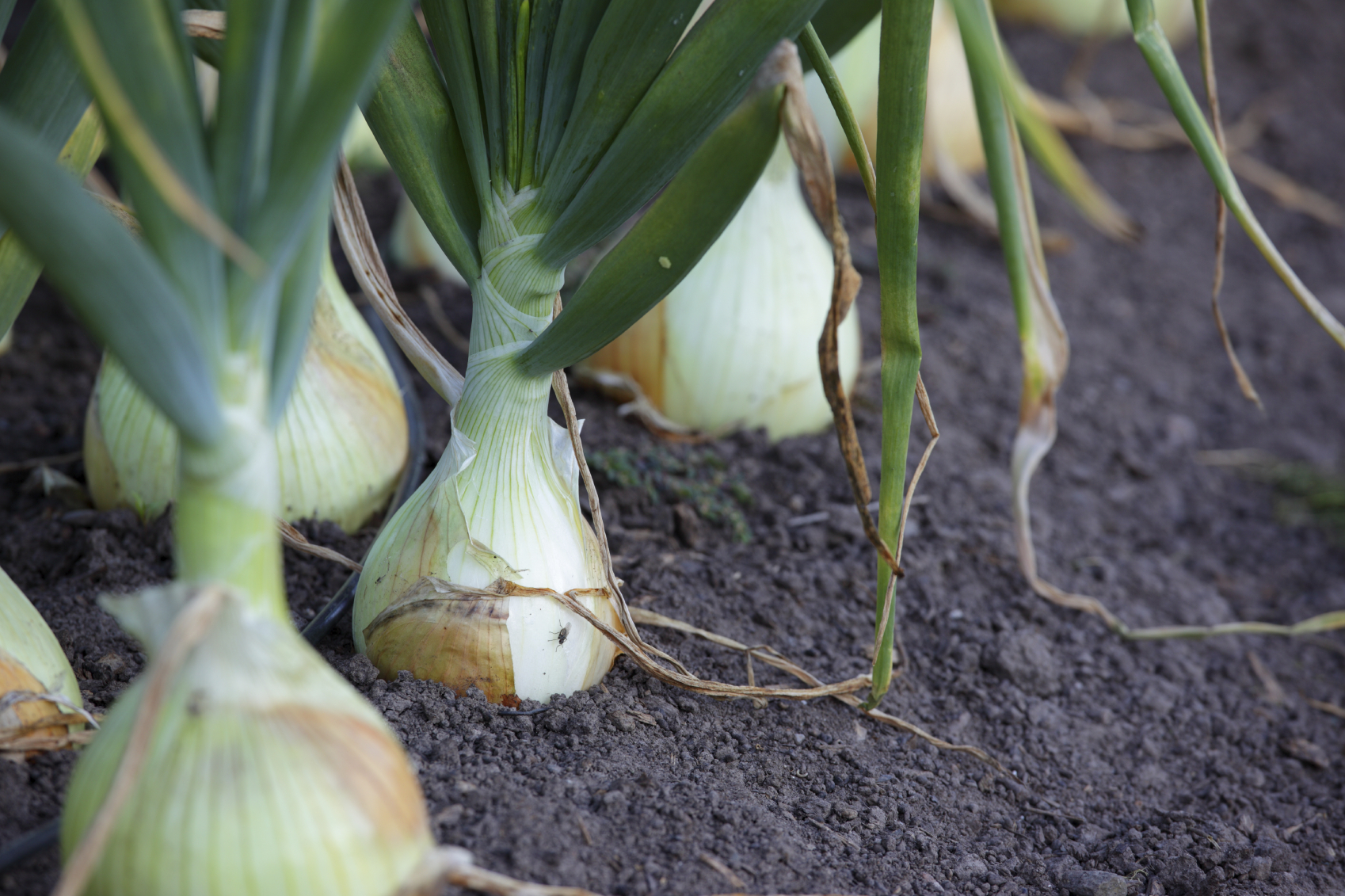 Vegetables You Can Grow From Scraps - 9homes