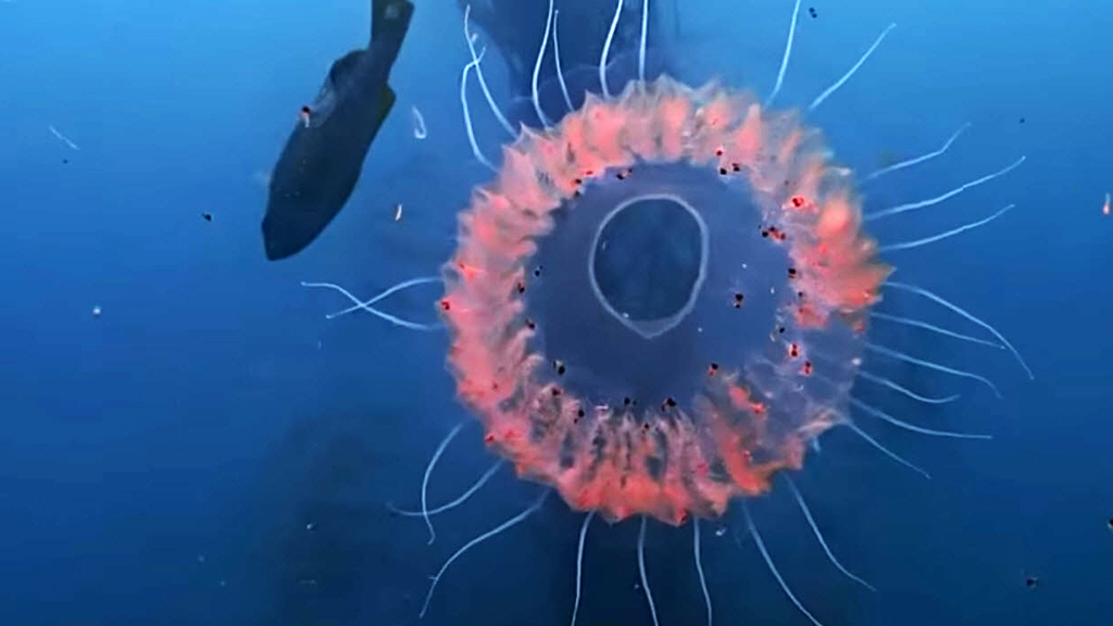Dinner plate jellyfish looks just like a doughnut 9Pickle