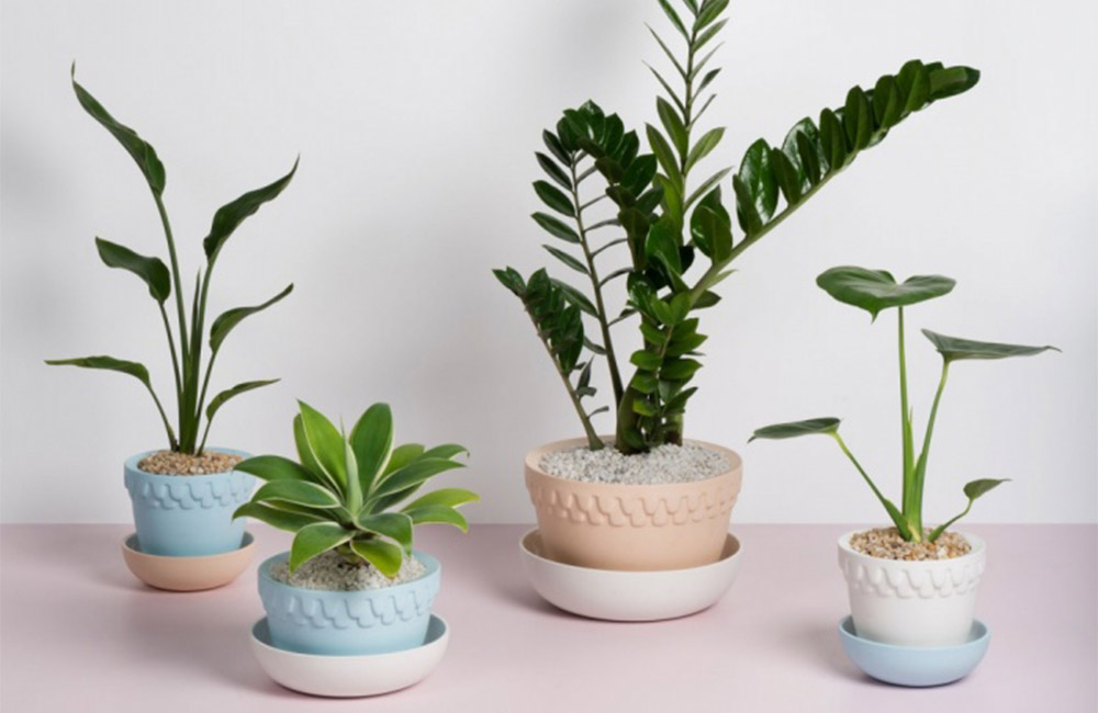 House plants that are almost impossible to kill 9Homes