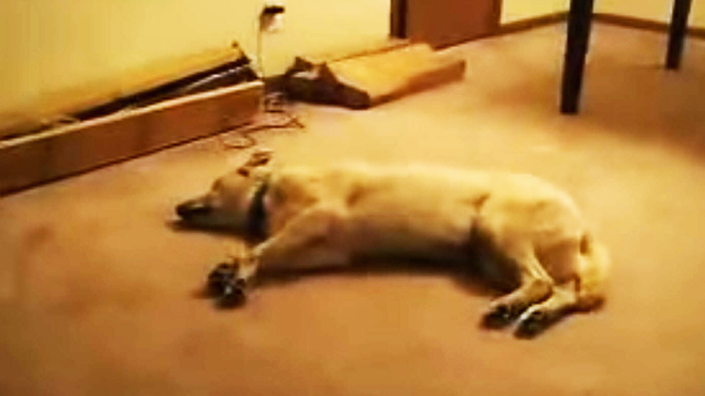 Sleeping dog gets a harsh wake-up call - 9Pickle