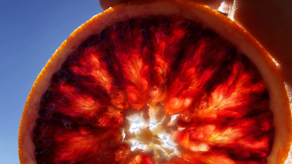 How to get the most out of blood orange season in Australia 9Kitchen