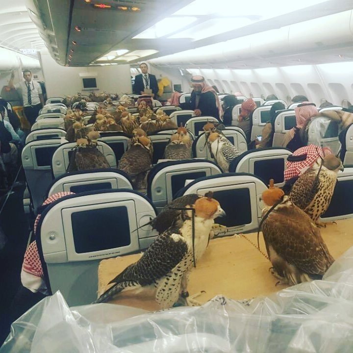 Image result for Filthy Rich Saudi Prince Buys Air-Flight Tickets for 80 Hawks (Photo)