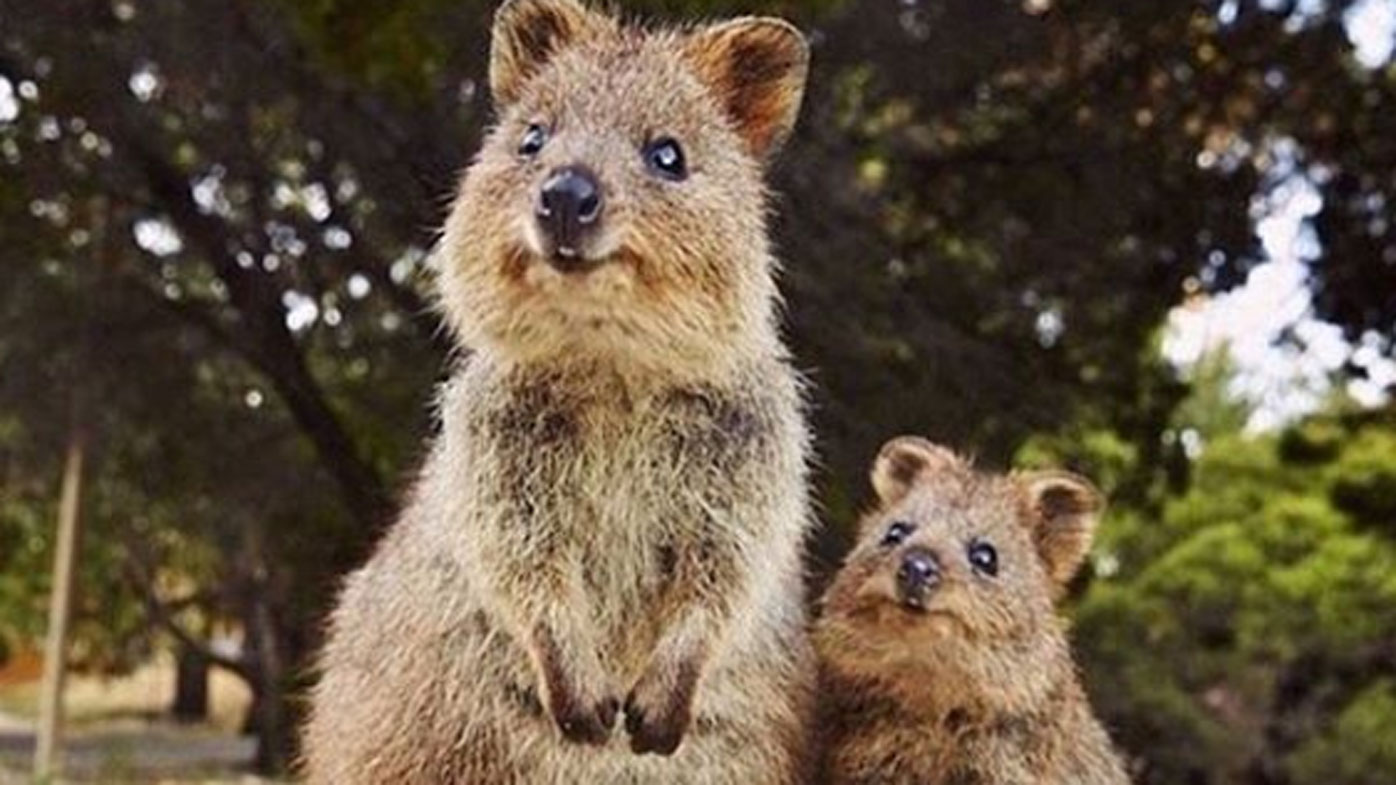 one-minister-wants-you-to-be-able-to-keep-iconic-aussie-animals-as-pets