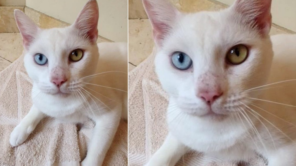Stray cat with mange surprises rescuers with striking eye colour