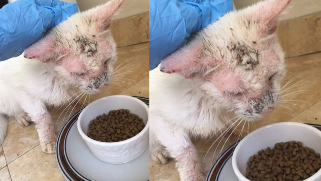Cat Scabies : 5 Cat Mange Pictures To Consider ...
