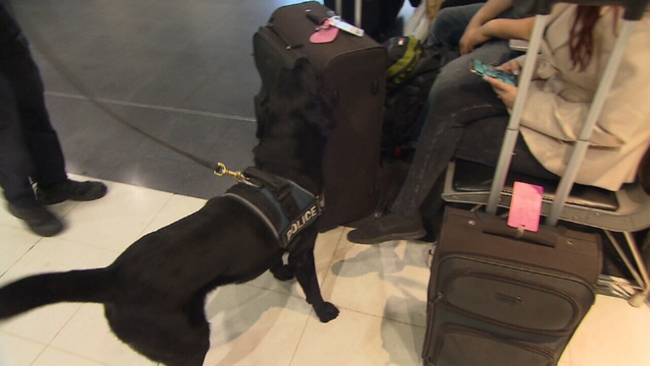 Sniffer dogs were also seen at the airport. (9NEWS)