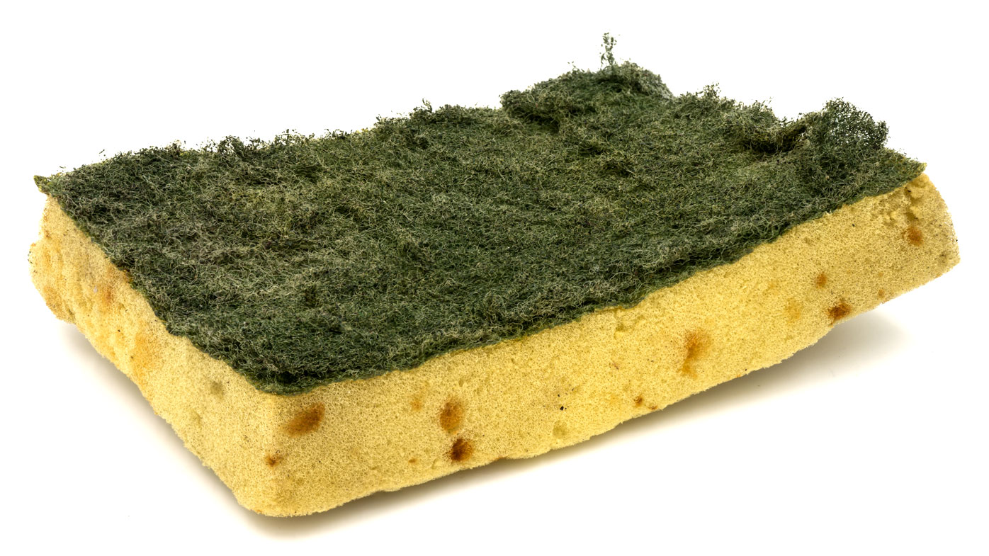 How disgusting are kitchen sponges really? 9Coach