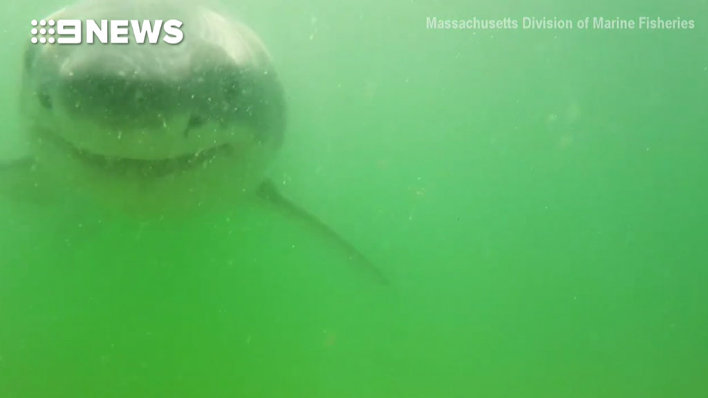 Scientist records incredible video as great white tries to eat camera Scientist records incredible video as great white tries to eat camera