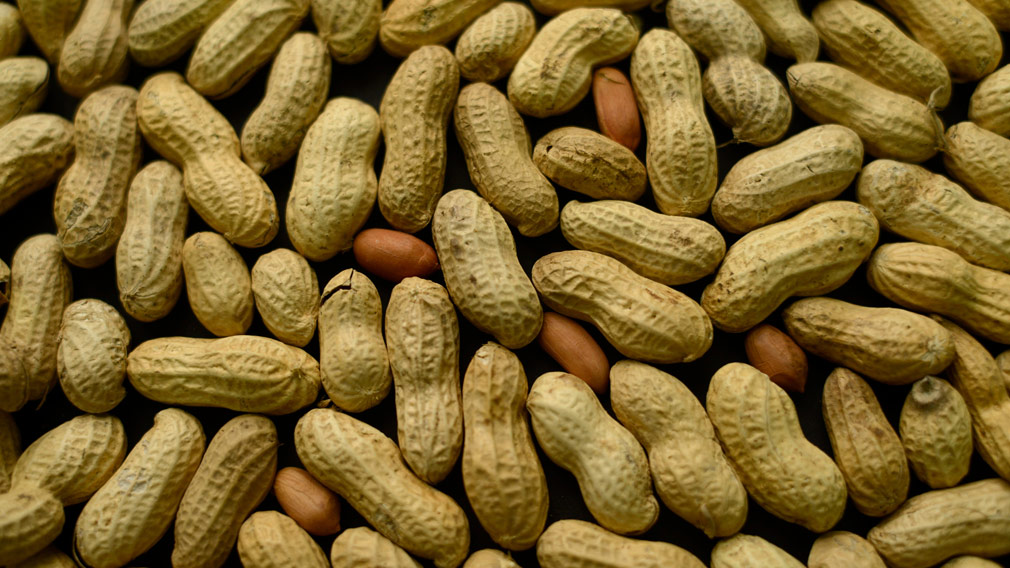 Scientists have taken a massive step in curing peanut allergies