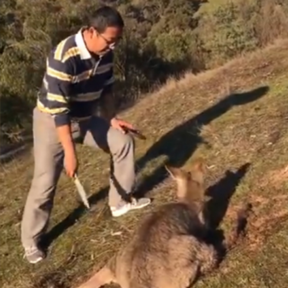 Kangaroo killing sparks investigation by Australian animal welfare group