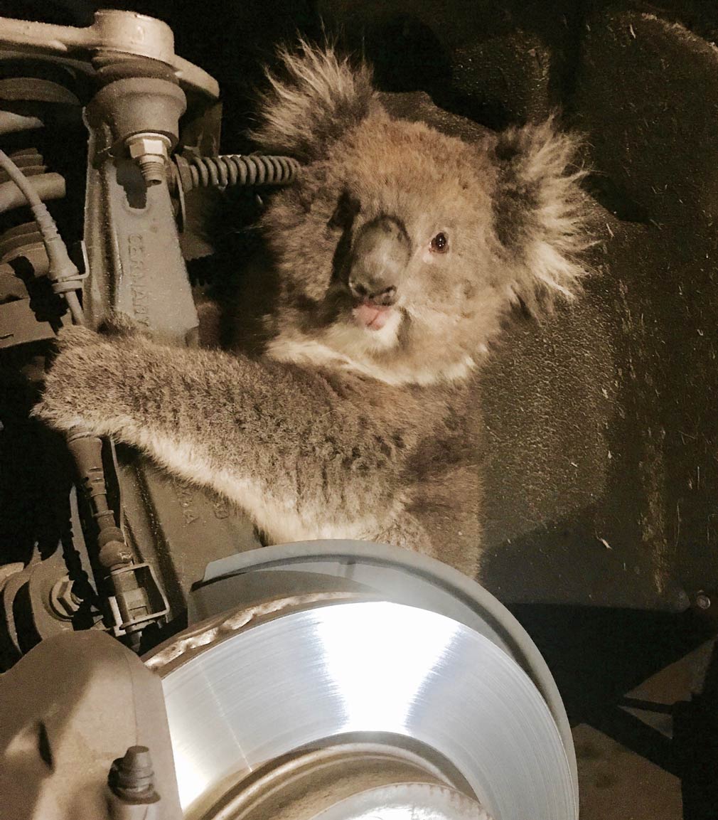 Koala survives 16km drive hidden in wheel arch Koala survives 16km drive hidden in wheel arch