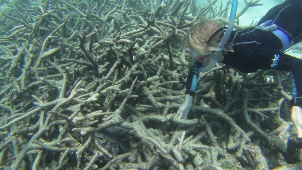 Great Barrier Reef savior may be a snail Great Barrier Reef savior may be a snail