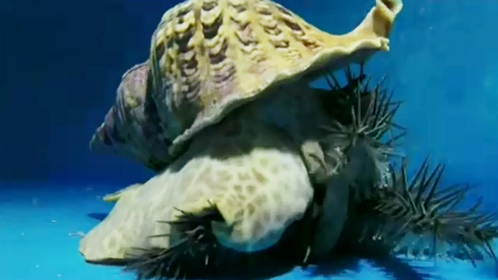 Giant snails could rescue the Great Barrier Reef from crownofthorns