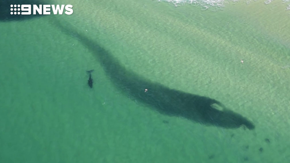 Holiday warning as hundreds of sharks are spotted close to beaches Holiday warning as hundreds of sharks are spotted close to beaches