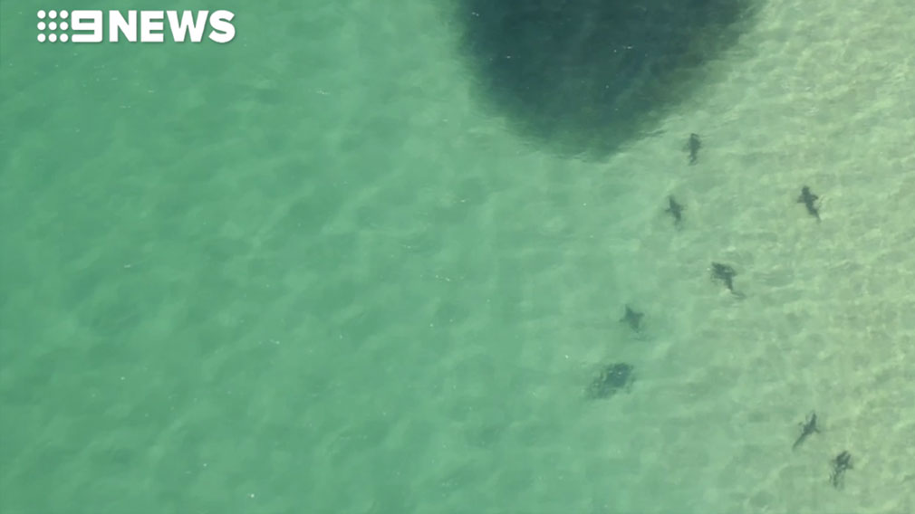 Holiday warning as hundreds of sharks are spotted close to beaches Holiday warning as hundreds of sharks are spotted close to beaches