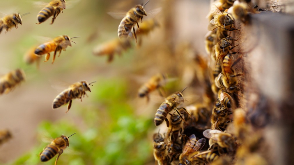 Man dies after being stung by swarm bees on farm - 9News