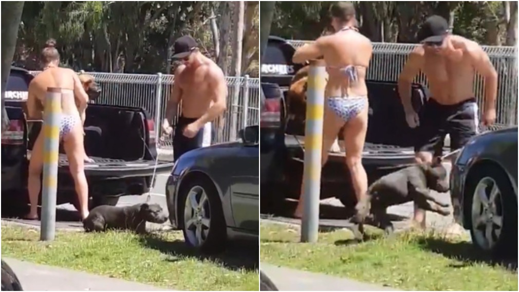 Man violently kicks dog while woman watches on - 9News