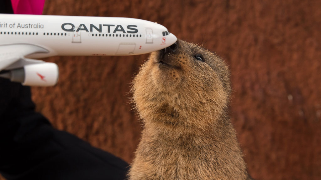 Qantas name Perth to London route Dreamliner 'Quokka'