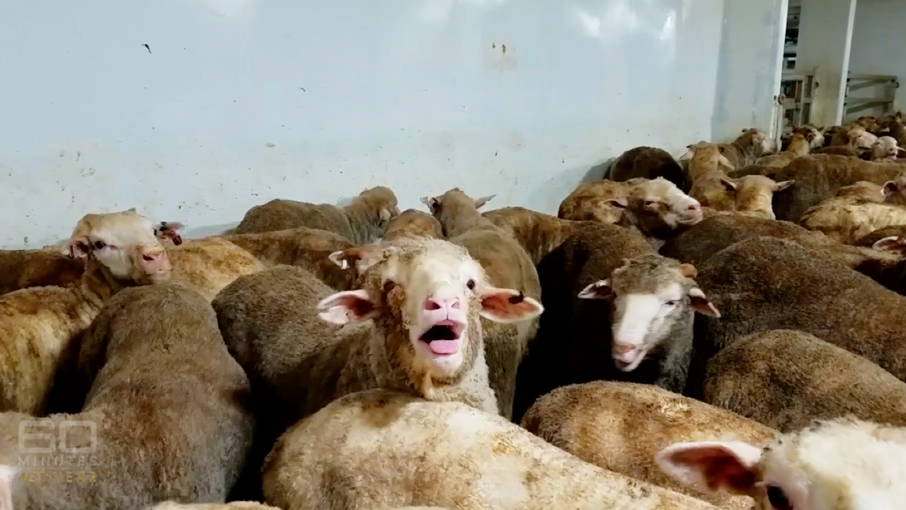 Live sheep exports: Government introduces a raft of changes