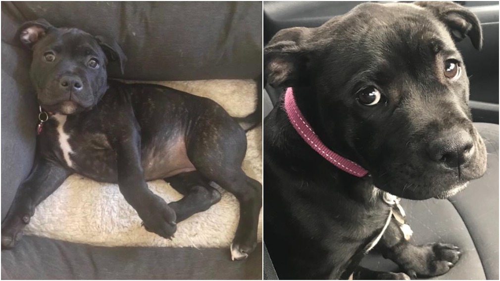 Desperate search for stolen Staffy puppy