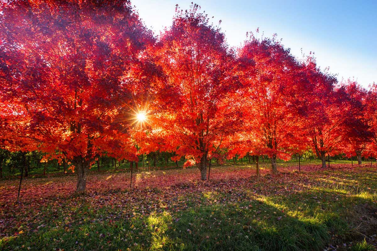 Best places in Australia to visit in autumn